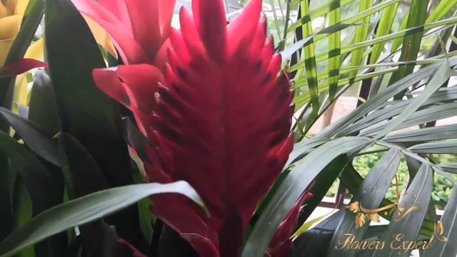 Guzmania смотреть онлайн