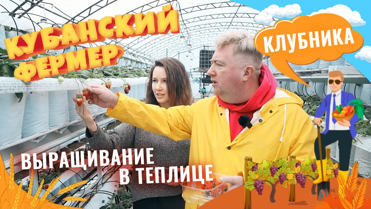 КЛУБНИКА ЗИМОЙ КУБАНСКИЙ ФЕРМЕР