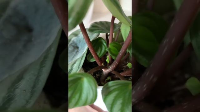 Plant /Растения/Peperomia Watermelon