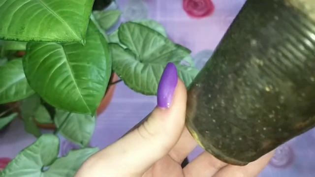 2 часть?Сингониумы?Яркие?Шикарные?На любой вкус?Обзор в апреле?Пересадка?Уход?Формирование кустов смотреть онлайн