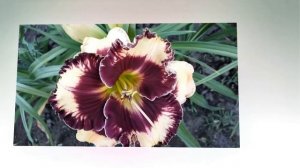 Лилейник  MOUSSAKA