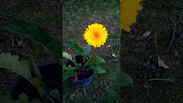 gerbera flower//subscribe please 👍 #fen #gardening