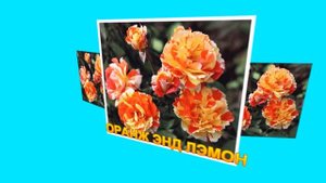 САМЫЕ ЛУЧШИЕ РОЗЫ ФЛОРИБУНДА