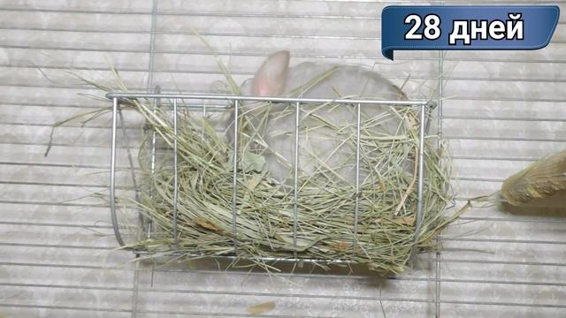 Шиншиллы 22-28 дней. Пересаживаем шиншилл в большую клетку