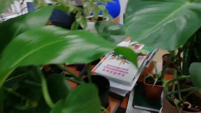 Теневыносливые растения смотреть онлайн