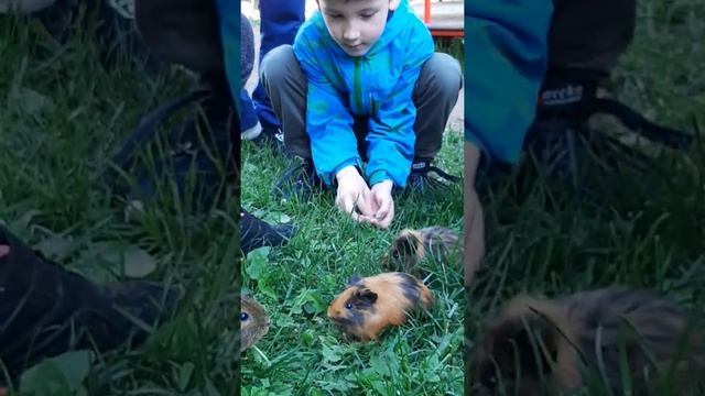 МОРСКИЕ СВИНКИ. ИГРАЕМ ВО ДВОРЕ. ПРОГУЛКА. ???