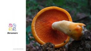 Falscher Pfifferling (Hygrophoropsis aurantiaca) | Praktisches Pilzprofil | Shroomers