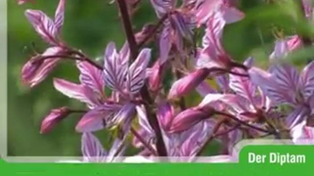 Diptam (Dictamnus albus) смотреть онлайн