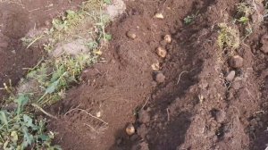 Картофелекопалка для мотоблока