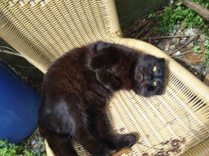 Простые ловушки для крыс.