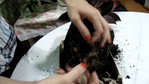 пересадка кротона (кодиеума)