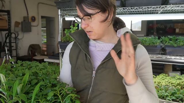 Overgrown Seedling Tour смотреть онлайн