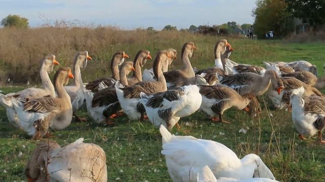 Холмогорские гуси 2020 +380674949494 смотреть онлайн