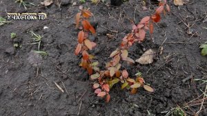 Как Зимует Пираканта - Сбрасывает ли Пираканта Листья Зимой при -20