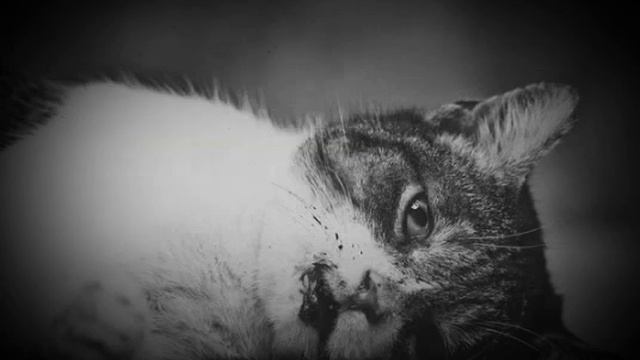 Ребята пожалуйста не обижайте животных! смотреть онлайн