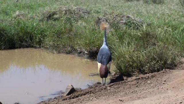 Национальная птица Уганды - Секретарь смотреть онлайн