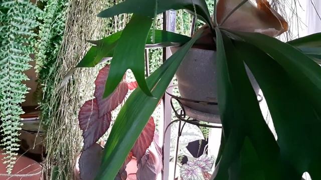 Джунгли в квартире. Обзор моего сада. Часть 2. смотреть онлайн