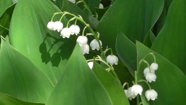 Стойкое сердце 2 Чудо-настрои академика Сытина Г.Н. смотреть онлайн