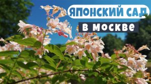 Японский сад в Москве. Ботанический сад.