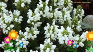 Прунелла крупноцветковая Альба. Краткий обзор, описание характеристик prunella grandiflora Alba