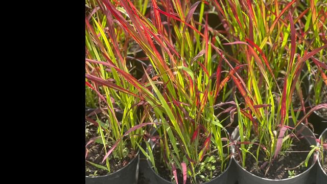 Императа цилиндрическая Рэд Барон (Red Baron) смотреть онлайн