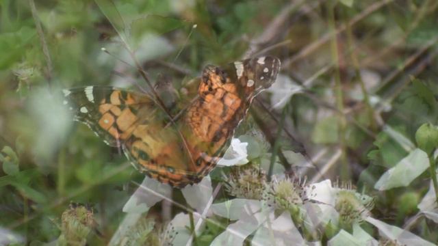 Lady Bird Johnson Wildflower Center (Austin, TX) смотреть онлайн
