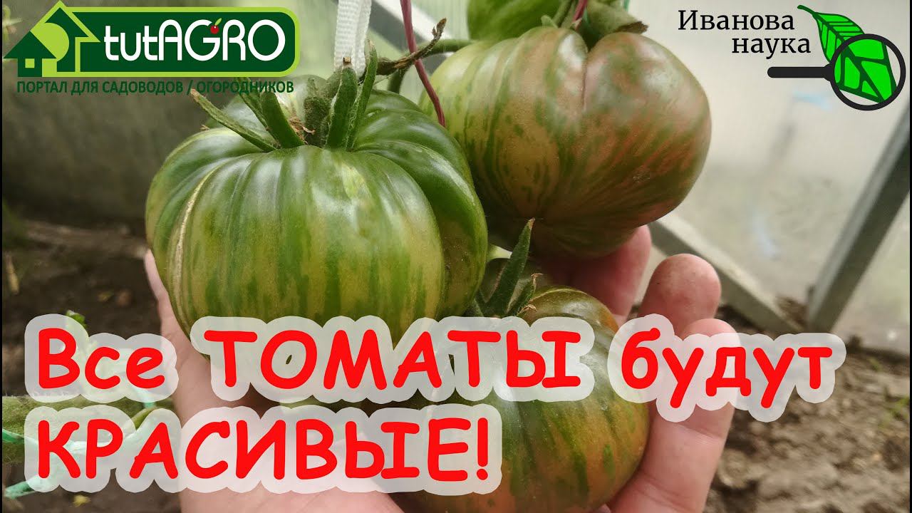 Подкормка ТОМАТА для красивых, сочных и вкусных плодов без ТРЕЩИН и ИЗЪЯНОВ. Это ТОЧНО понравится!