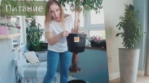ПОЧЕМУ ФИКУС СБРАСЫВАЕТ ЛИСТЬЯ И ЖЕЛТЕЕТ? / ПЯТЬ ПРИЧИН