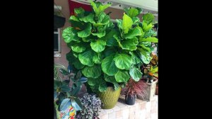 Фикус Лировидный И Его Собратья