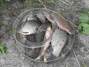 Рыбалка Таловый