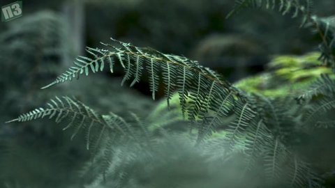 7 комнатных растений, приносящих беду в дом! Растения которые не стоит держать дома