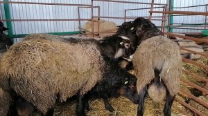 Племенные Романовские бараны и на мясо