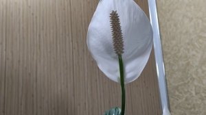 Три удобрения для взрывного цветения женского счастья, спатифиллума