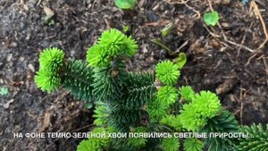 ПИХТЫ ВЕСНОЙ: ИСПАНСКАЯ “GLAUCA”, БАЛЬЗАМИЧЕСКАЯ “NANA”, КОРЕЙСКАЯ “BRILLIANT”.