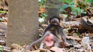 Woo .. It so cute baby and so lovely monkey stay with mom love monkey clip