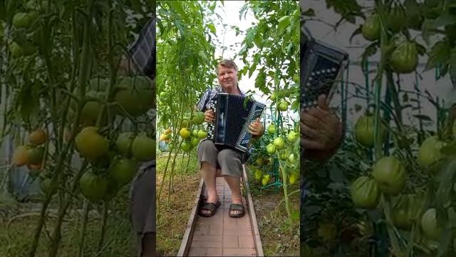 Урожайность томата столыпин. Час пришел поспели помидоры.