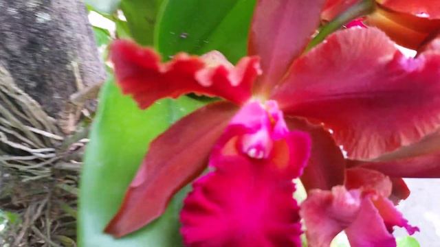 Cattleya Hibrida смотреть онлайн