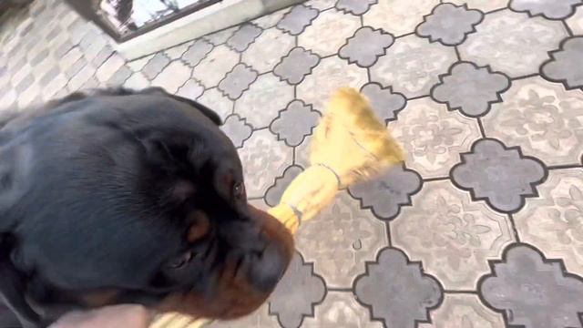 Забрал веник и сидит чуть ли не спит #rottweiler #собака #домашнийпитомец #животные #ротвейлер