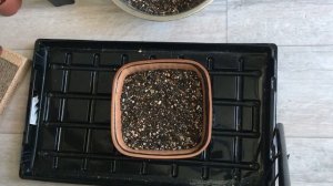 Укоренение взрослого кактуса. Эхинокактус. "Быть или не быть", - но кактусу жить!  :)