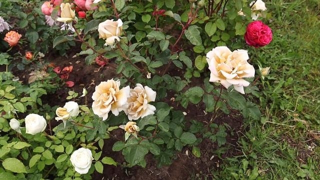 Обзор на японскую розу Принцесса Киши, Эвентал Дор, Шилаби, Кутюр роз Тилия. смотреть онлайн