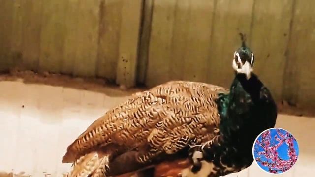 такого про павлинов вы еще не знали смотреть онлайн