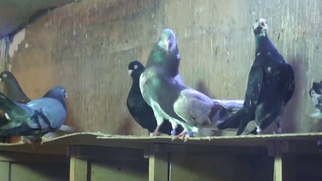 ОДЕССКИЕ ВЫСОКОЛЕТНЫЕ ТУРМАНЫ. смотреть онлайн