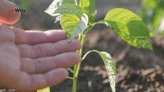 1 Таблетка и Даже Чахлая Рассада Крепнет На Глазах! Коренастая и Здоровая! смотреть онлайн