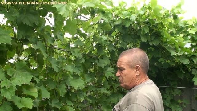 Технология выращивания винограда    ч 6