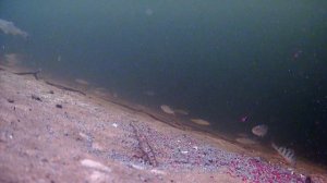 Рыбалка на озере Селигер 2023. Камера FOCUS FISH 2022.