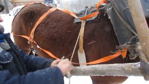 Запрягаем кобылу в сани. Начало обучения