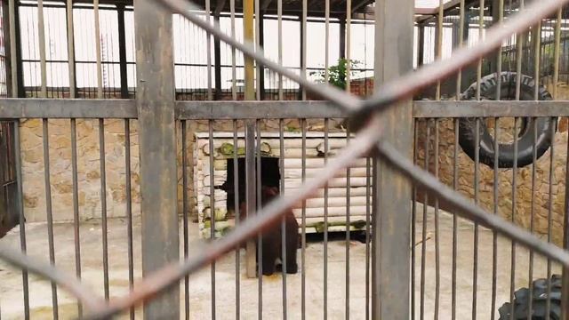 Зоо парк Челябинска. Часть#2 смотреть онлайн