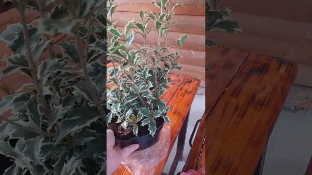 Обзор растений . Османтус (Wariegatus) и ель Глаука Глобоза(Glauca Globosa) на штамбе.
