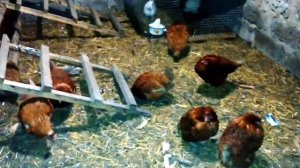 Несушки с птицефабрики - новости и выводы