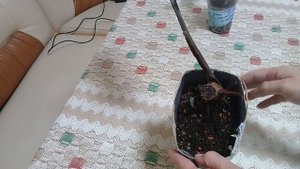 КОМНАТНЫЕ РАСТЕНИЯ. РАСПАКОВКА ПОСЫЛКИ С ФИЛОДЕНДРОНАМИ И НЕ ТОЛЬКО.